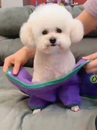 笑脸羊羔绒背开两脚衣,猫狗秋季适用,泰迪比熊中小犬还能牵引 #猫狗秋季衣服 #笑脸羊羔绒 #背开两脚衣 #中小犬牵引 #好物推荐