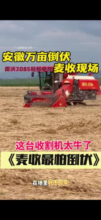 安徽万亩倒伏麦收割现场,雷沃3085轻松拿捏#上热门话题 #雷沃 #新型现代农业机械 #盐城隆伟农业机械有限公司 @潍柴雷沃智慧农业 @农机人雲妹