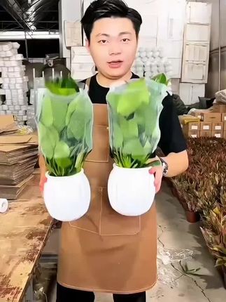 #金钻盆栽#爱生活爱养花 #室内绿植 #水培植物 #绿植盆栽