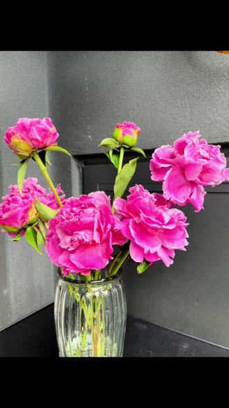 我也是拥有芍药的人啦,漂亮,喜欢~#菏泽芍药 #郝熠然 #助力三农