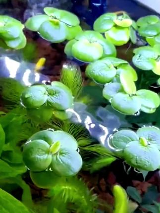 #浮萍 #绿植 #造景鱼缸 #水草造景 #浮萍草 圆心萍水培绿植庭院办公室鱼虾龟缸鱼缸造景漂浮专用水草