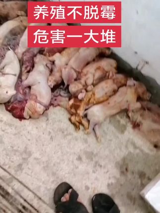 养殖不容易,且行且珍惜#养猪人 #三农养殖 #自繁自养 #养猪人不容易 #养殖人加油