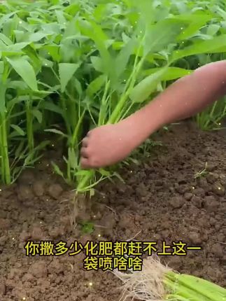 肥料植物叶面肥快速生根黄叶变绿粗壮植株水溶肥#肥料 #植株水溶肥 #快速生根肥 #植物叶面肥 #植物水溶肥