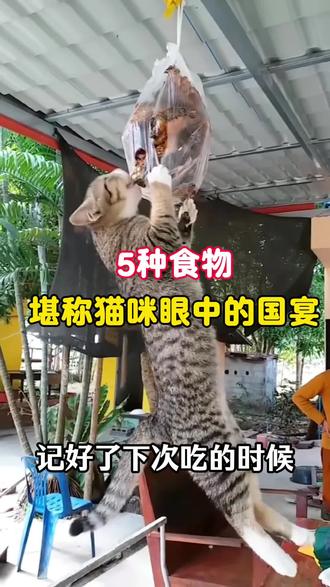 5种人类食物在猫咪眼里堪称国宴#科学养宠 #养猫人 #猫咪#猫#养猫人经验分享