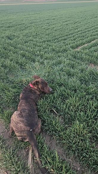 #本村最靓的狗 这也太欢了吧!