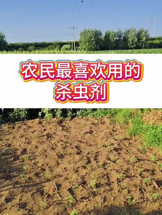 农民最喜欢用的杀虫剂就是这个高效氯氟氰菊酯 #农业种植 #三农种植 #病虫害防治 #种植小技巧 #玉米