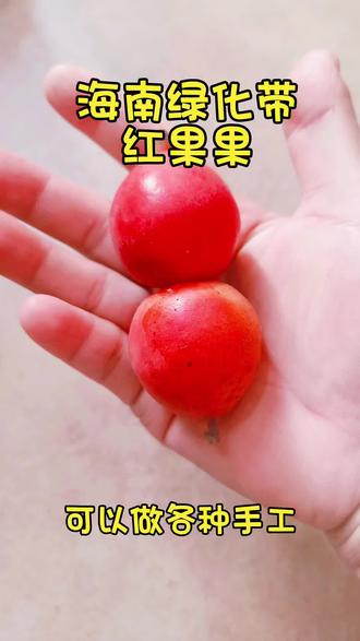 #真实生活分享计划 #千丝菩提 #狐尾椰 #海南绿化带 #diy 今天捡的千丝菩提小小的很精致!