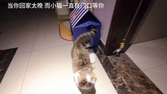 当你回家晚了 你家的猫 #撸猫第一视角#宝贝年味企划 #万物可爱计划 #给你们摸一下我的毛孩子#沉浸式体验