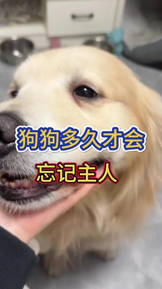 狗狗多久会忘记主人#新手养狗 #养狗的乐趣 #养狗知识#养狗经验