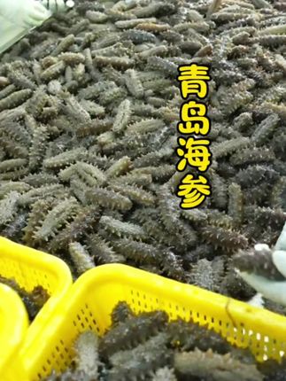 #青岛海参#海产品#营养丰富 #超便宜超划算