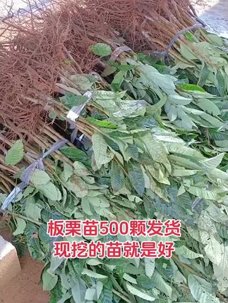 江西客户准备接货