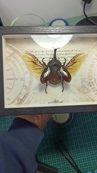 独角仙展翅标本制作过程#昆虫标本 #甲虫 #昆虫 #标本 #独角仙