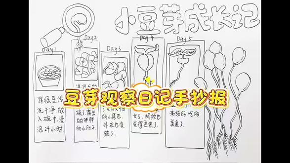 豆芽观察日记手抄报高清可打印哦#手抄报#植物观察日记#绘画教程#手抄报模板