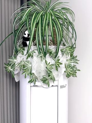 空调客厅仿真吊兰仿真绿植#软装搭配 #绿植花卉