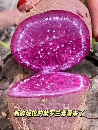新鲜现挖紫罗兰紫薯软糯香甜口感绵密粗粮宝宝辅食花青素特别多