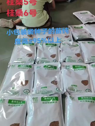 特二桂五桂六桑苗大叶养蚕专用#种苗培育 #种桑养蚕