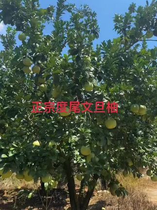 柚香柚甜的度尾文旦柚开釆。快来感受一下吧#原创视频 #新鲜采摘 @抖音小助手