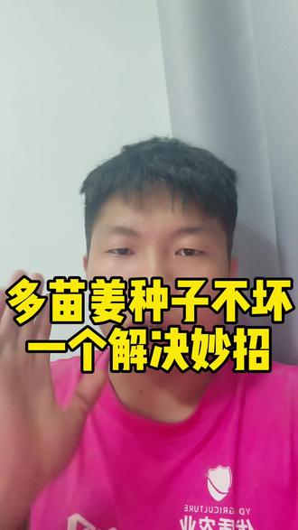 多苗姜解决方法来了 #生姜种植技术