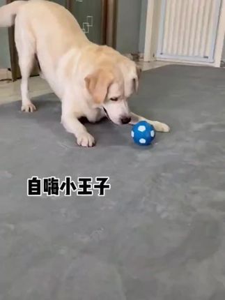轻松拿捏狗狗的玩具#萌宠出道计划 #汪星人 #解压萌宠
