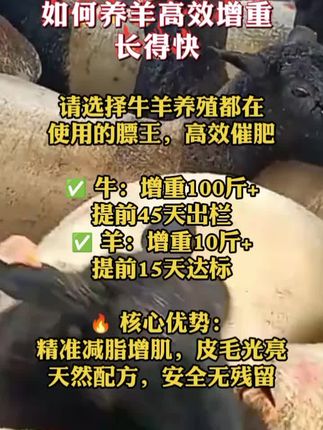 羊群如何增肥,长得快?#养羊#养羊人 #养羊技术 #养羊技术分享 #养羊知识 #养羊创业