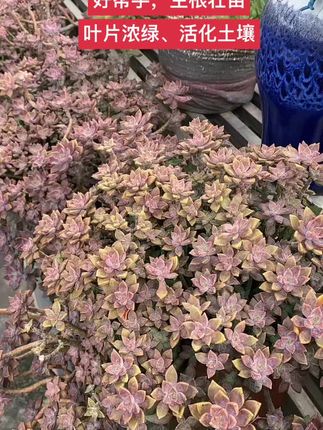 秋天啦,大家记得给多肉施施肥,推荐用它!叶层多、颜色鲜艳! #聚能黑金肥#原创作品