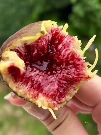 流着蜜的无花果,简直不要太好吃了!#无花果#现摘现发新鲜到家 #应季新鲜水果#红皮无花果软糯香甜