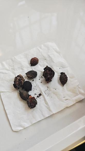 摘下的桃枭处理一下#桃枭 #辟邪 #文玩核桃