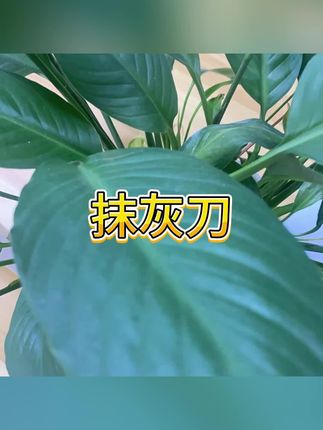 #抹泥刀#刮墙刀#刀