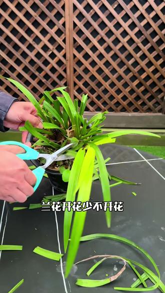 兰花开花少不开花,少做了这一步,就算你给它喂鸡蛋也没有用#兰花 #花卉绿植 #养花小知识 #分享养花经验