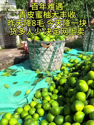 馋了一年的无籽青皮蜜橘终于上市了!皮很薄!果肉细腻无渣,汁水特别多!酸甜可口!一口爆汁!真的巨巨好吃!#云南蜜橘#青皮蜜橘#橘子#新鲜应季水果 #优质农产品