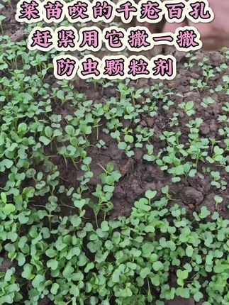 #防治各种地下害虫 #杀虫剂 #蔬菜种植 #防虫小妙招 #分享农业知识帮农民增产增收