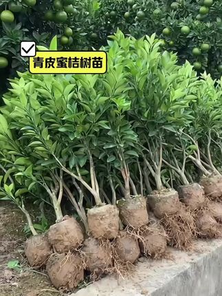 #青皮蜜桔树苗 #青皮蜜桔 #果树种植 #果树苗
