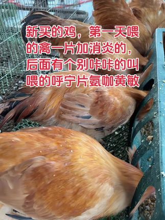 新买的鸡,第二天之后就有咔咔叫的,喂呼宁片就可以 #鸡病防治 #养鸡小妙招 #养鸡人 #农村养鸡#散养鸡