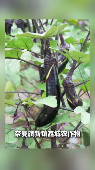 茄子黄萎病药剂灌根防治#农业种植技术