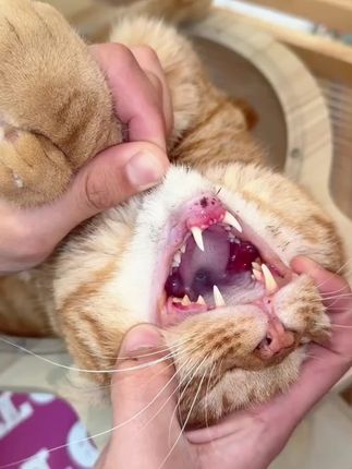 #养猫经验分享 坚持吃了一段时间,小猫的嘴巴真的没有螺蛳粉味了。家里有臭嘴怪小猫的。快给它安排上。#新手养猫 #唯特医生 #萌宠好物 #猫牙刷