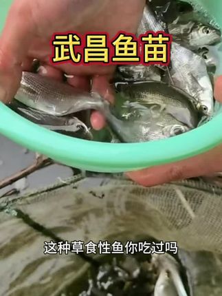 武昌鱼苗,吃浮萍  水草  五谷杂粮  藻类等,生态养殖专养混养都可以,存活率高,适合鱼塘,水库  野河养殖  肉质鲜,嫩滑且富有弹性。#武昌鱼 #鱼苗 #三农养殖 #水产养殖 #水产人