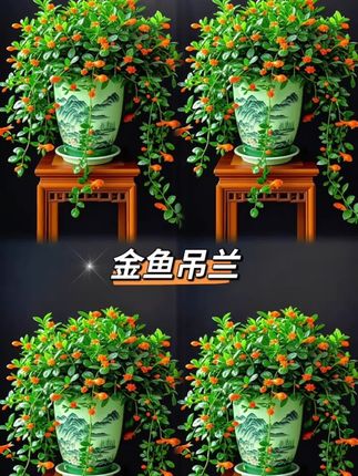 #金鱼吊兰 #金鱼花 #室内绿植推荐 #绿植盆栽 #家庭养花