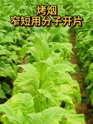#烤烟 #农业种植