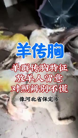 职场放羊人该怎么区分羊传胸 放羊人应该知道的羊群传胸特征,以及分辨办法#人间观察计划 #闪光职人 #羊传染性胸膜肺炎 #羊烂肺病 #羊传胸
