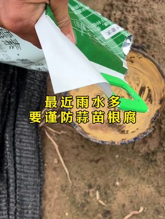 近段时间雨水偏多,很多朋友的蒜苗发黄,根部还有根腐现象,这是典型的细菌性软腐,看看自家的蒜苗有没有这种情况?#种植#蒜苗