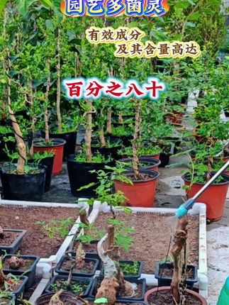 园艺盆栽植物守护小能手,有效成分及其含量百分之八十的罐装多菌灵#园艺 #多菌灵 #白粉病的防治