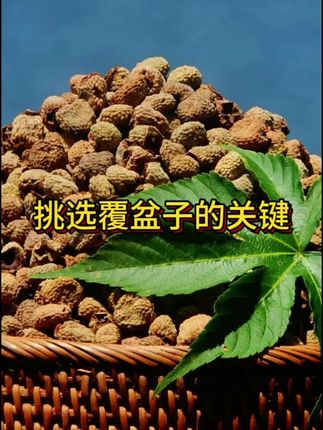 #覆盆子#淳安千岛湖#正宗#滋补养生#道地产区