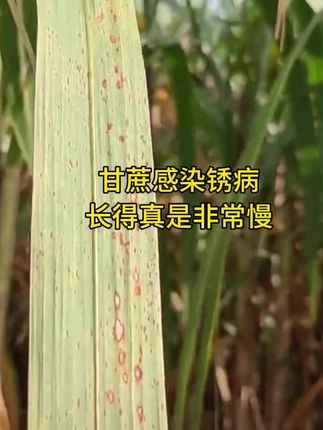 人家的甘蔗都快可以吃了,得了锈病的甘蔗,还是矮矮的#甘蔗种植#甘蔗施肥方法 #甘蔗病虫害防治 #三农 #农业种植