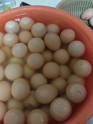酵素养鸡蛋