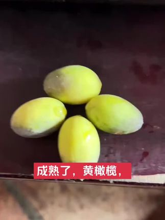 正宗潮汕特产黄橄榄,成熟了,#应季水果 #绿色农产品 #快来一起尝个鲜