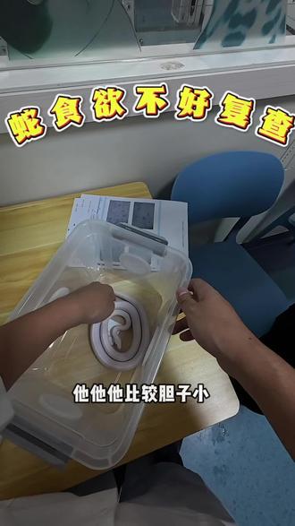 蛇食欲不好复查#蛇 #蛇不进食 #蛇食欲不好