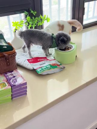 哐哐一顿炫~天再热也阻挡不了狗子爱吃的主食肠#萌宠好物 #元气软软主食肠