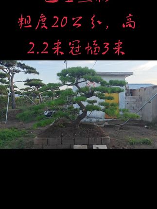 #造型黑松#造型黑松基地