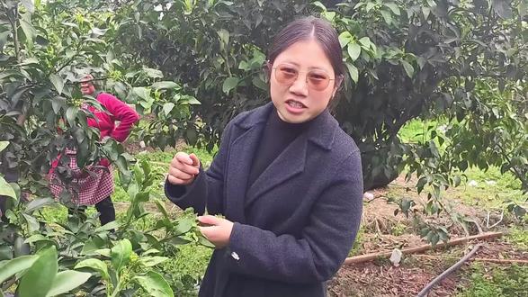 树脂病该怎么办?#柑橘种植#耀明农业多悦店