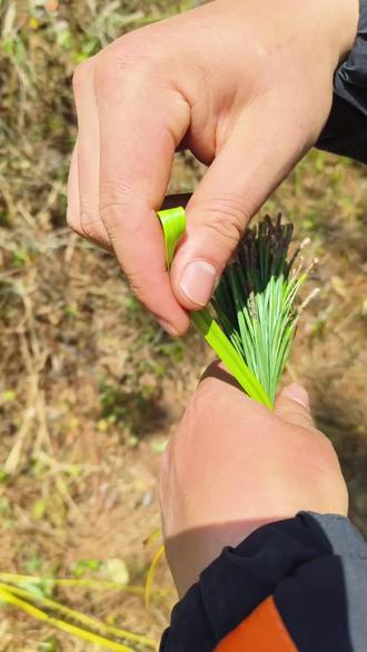 在农村随便抓把松毛就可以废物变宝#手工